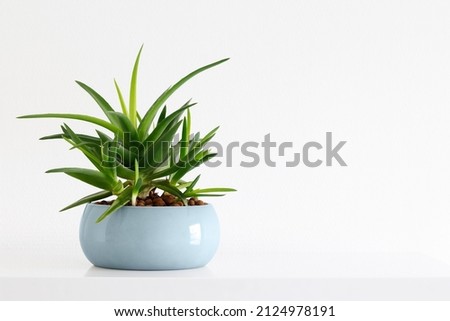 clean image of a succulent plant Haworthia Pentagona in a teal pot on a white background Royalty-Free Stock Photo #2124978191