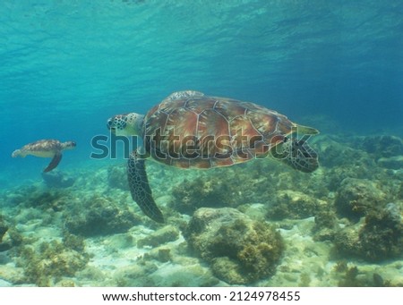 Underwater sea turtle , caribbean sea , Curacao island       