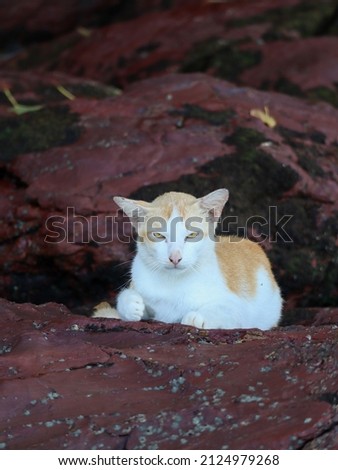 potrait of a stray cat at the beach