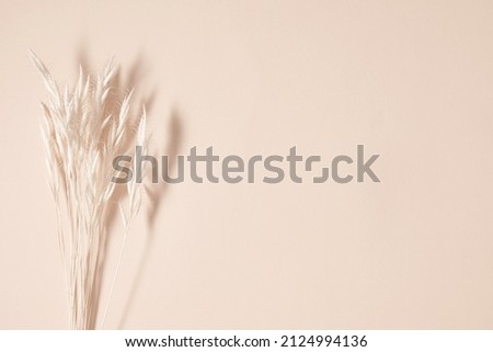 Dry flowers, dried branch on beige background. Flat lay, top view, copy space, mockup