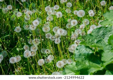 Taraxum dandelion, used as a medicinal plant. round balls of silvery crested fruit that run upwind. These balls are called "balls" or "clocks" in both British and American English. Royalty-Free Stock Photo #2124994622