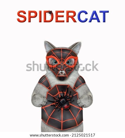 An ashen cat is wearing a spider costume. Spidercat. White background. Isolated.