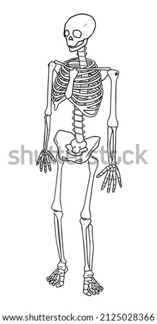 Human skeleton outline illustration isolated on white background. Health adult male female figure vertebral fibula element stand side view