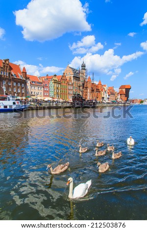 Swans on Motla river in Gdansk with Old City in the background, Poland