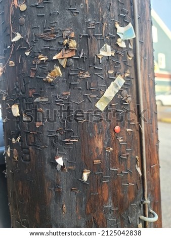 A closeup of the staples left over in a power pole.