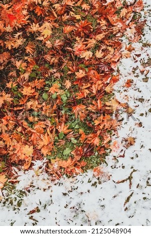 Autumn bright leaves on the ground among the first snowfall close-up screensaver background