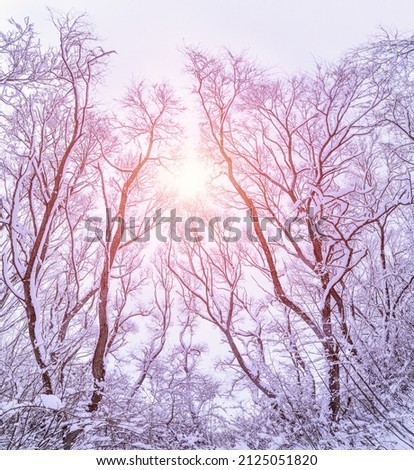 Panorama. Beautiful Winter landscape scene background wit snow covered trees. Sunny winter backdrop. Wonderland. Frosty trees in snowy forest. Tranquil winter nature in sunlight. Space for text