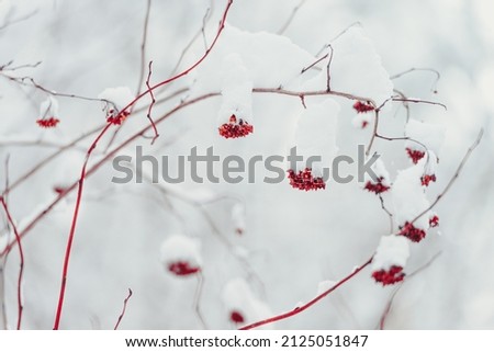 Snow and rime ice on the red branches of bushes. Beautiful winter background with twigs covered with hoarfrost. Plants in the park are covered with hoar frost. Cold snowy weather. Selective focus.