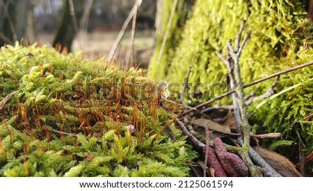 Dense and lush forest moss with sporophyte growing on a tree