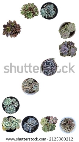 Several pots of succulent plants arranged in the letter number two and isolated on white background.