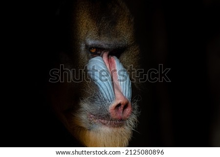 Close up face portrait of a big male of mandrill in the dark (Mandrillus sphinx)