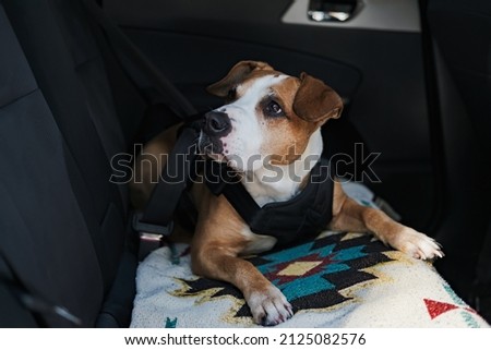 Dog wearing protective harness buckled to a car safety belt. Safe travelling or commuting by car with pets Royalty-Free Stock Photo #2125082576