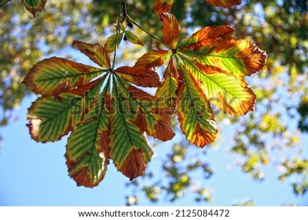 Bottom view of two autumnal groups of seven horse chestnut leaves (Aesculus Hippocastanum), one in shade and the other backlit by the sun, Rome, Italy 