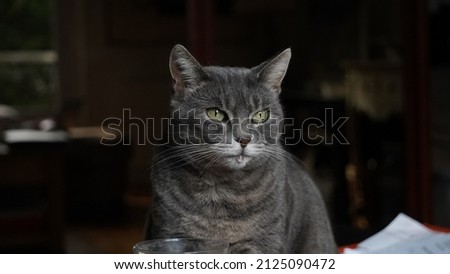 beautiful picture of a gray cat 