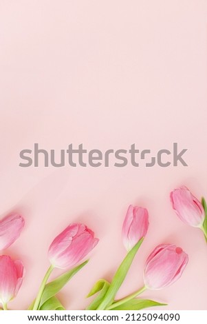 Fresh tulips flat lay on pink background. Floral Greeting card template with space for text, 8 march. Happy womens day. Happy Mothers day. Stylish minimal tender spring image