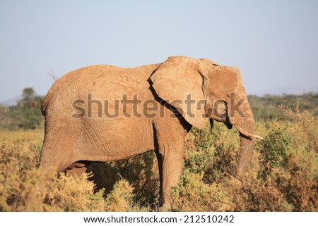 Feeding in the mid-afternoon African sun, the African Elephant spreads dirt across his body in an effort to cool off.