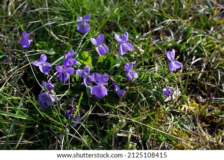 Close up viola odorata or garden violet purple flower plant into green spring city park 