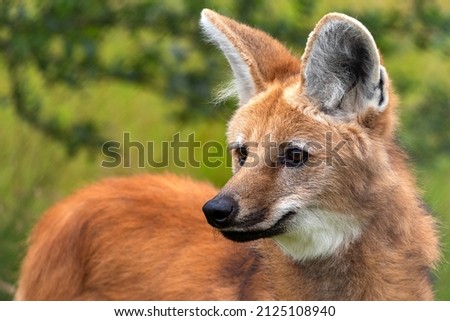 Maned Wolf (Chrysocyon brachyurus), a large canine of South America. Its markings resemble those of foxes, but it is neither a fox nor a wolf. It is the only species in the genus Chrysocyon. Royalty-Free Stock Photo #2125108940