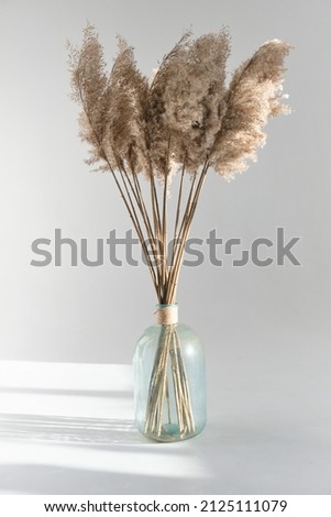dry reeds in a glass jar on a white background Royalty-Free Stock Photo #2125111079