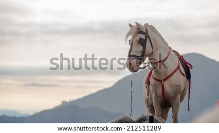White horse at Mt. Bromo