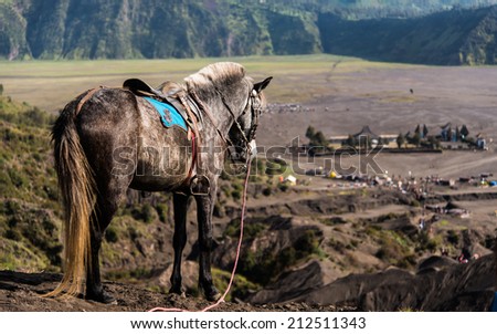 Horse in dessert with Hindu temple at Mt. Bromo