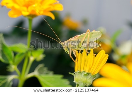 Green locust sitting on a yellow flower. Wild insects in the garden.