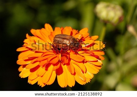 summer chafer or june bug or Amphimallon solstitiale on calendula
