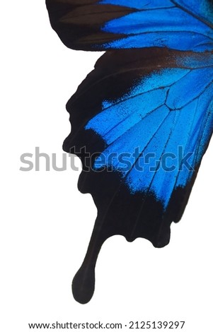 Close-up of a Morpho butterfly wing