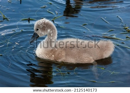 Very young swan swims in the water