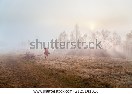 Two horses on the autumn pasture, sun light through the dense fog.