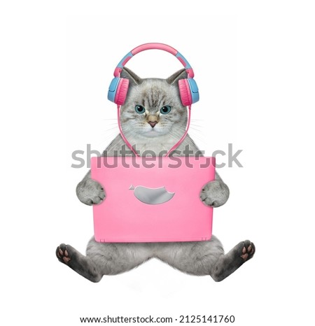 An ashen cat in earphones sits and works with a pink laptop. White background. Isolated.