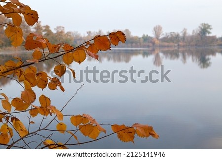 Tree brunches with yellow leaves on the background of river.
