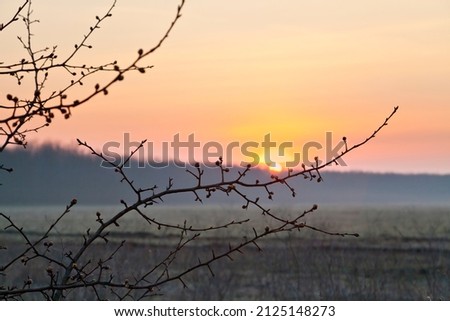 Foggy sunrise over spring field, bare tree brunch in the foreground.