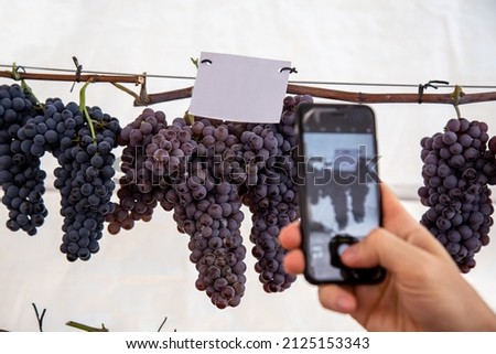 A person taking photo of Herbemont grape vines at an exhibition grape festival