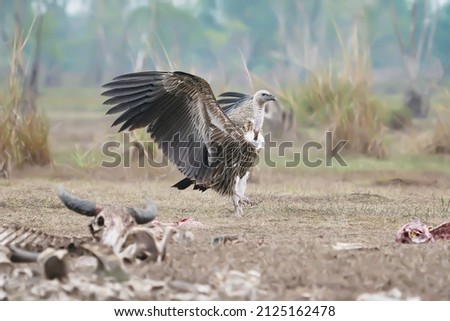 Himalayan griffon vulture Gyps himalayensis Status is Very Rare Winter Visitor Arrived in Thailand and ate the carcasses of cows on the ground of the Pak Phli Conservation Area.