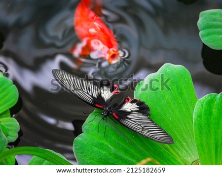 beautiful tropical butterfly sits on a green leaf of a plant on a blurred background, macro photography of insects with free space for text