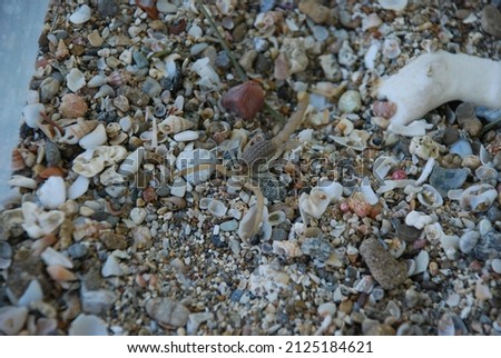 A type of 
Scorpion  hidden among the rocks