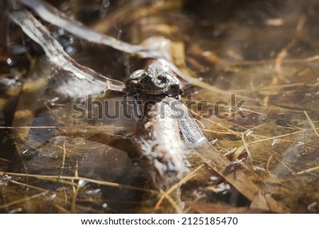 Group of iberian water frogs resting in a pond in Madrid (Pelophylax perezi)
