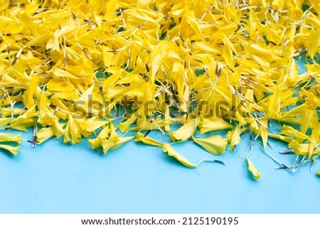Yellow marigold flowers on blue background.