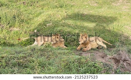Two young lions lie on the green grass in the Ngorongoro National Park and look intently somewhere. Long shot. Safari in Tanzania. The amazing nature of Africa.