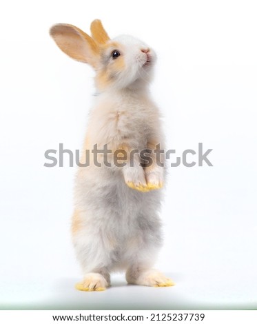 Three-colored new-born rabbit standing and looking at the top. Studio shot, isolated on white background