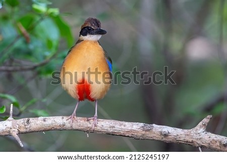 Close up shot of an isolated Mangrove Pitta.