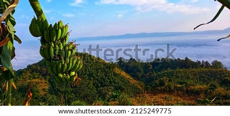 Natural scenery with green Banana
