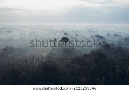 Amazon jungle. High quality photo