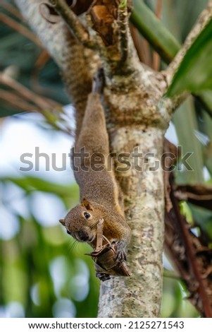 Plantain squirrel, Oriental squirrel or Tricoloured squirrel eating hanging on a tree. Bali, Indonesia. Vertical image.