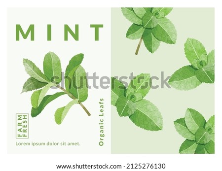 Mint Leaf packaging design templates, watercolour style vector illustration. Royalty-Free Stock Photo #2125276130