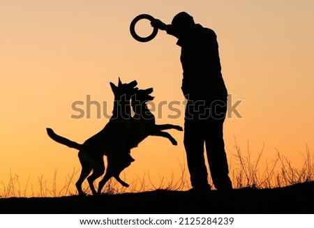 Silhouettes of a man and two dogs on a sunset background, Belgian Shepherd Malinois dogs play together, jump after a puller, fun games with the owner
