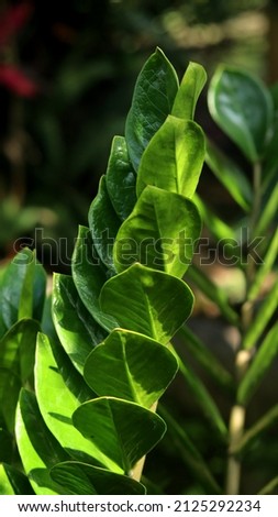 Close up of Zamioculcas zamiifolia plant, zanzibar gem or emerald palm. Known as dollar plant or Zz plant. Green nature background.