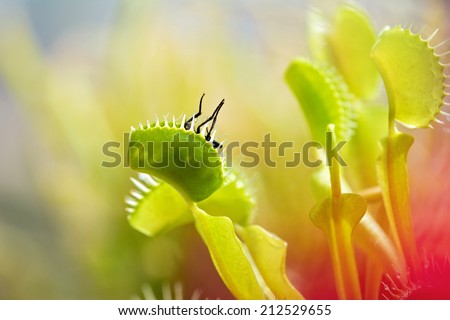 close-up of  Venus flytrap (dionaea muscipula) eating a fly.