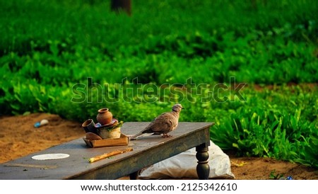 Half collared dove or Streptopelia capicola sitting a wooden table on a winter morning.